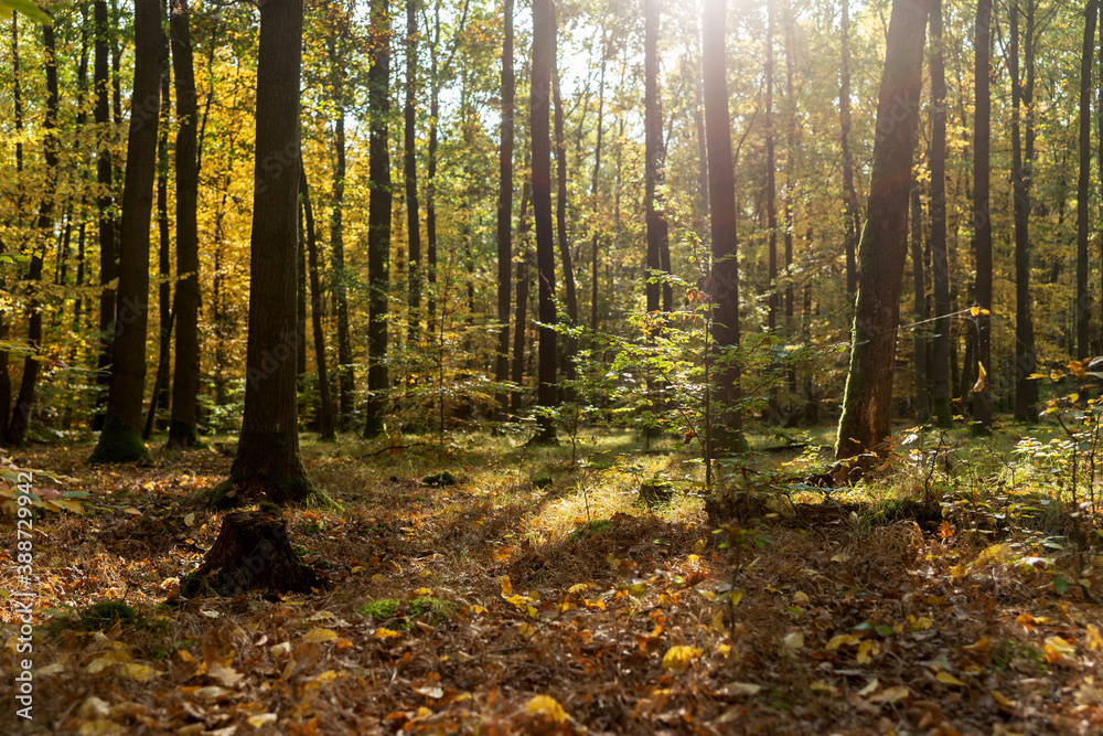 Autumn trees in the sunshine. Colorful autumn landscape Autumn trees in the sunshine. Colorful autumn landscape