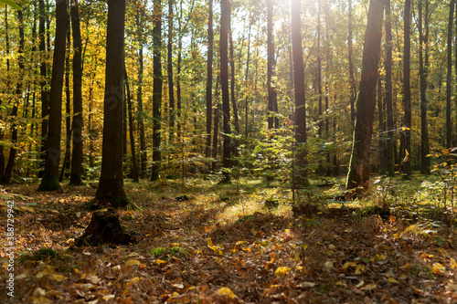 Fototapeta Naklejka Na Ścianę i Meble -  Autumn trees in the sunshine. Colorful autumn landscape
