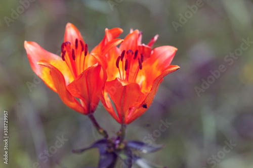 Feuer-Lilie  Lilium bulbiferum  Gebirgspflanze mit orangen Bl  ten