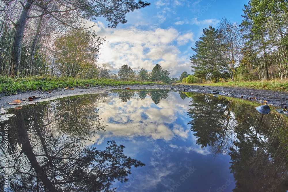 Fototapeta premium autumn in the pine forest
