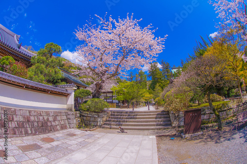 円覚寺の満開の桜（神奈川県鎌倉市）