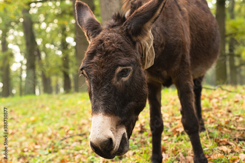 portrait of a donkey it the field