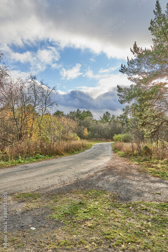 Fototapeta premium beautiful forest road in autumn