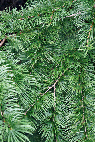 Golden larch (Pseudolarix amabilis). Synonym: Pseudolarix kaempferi photo