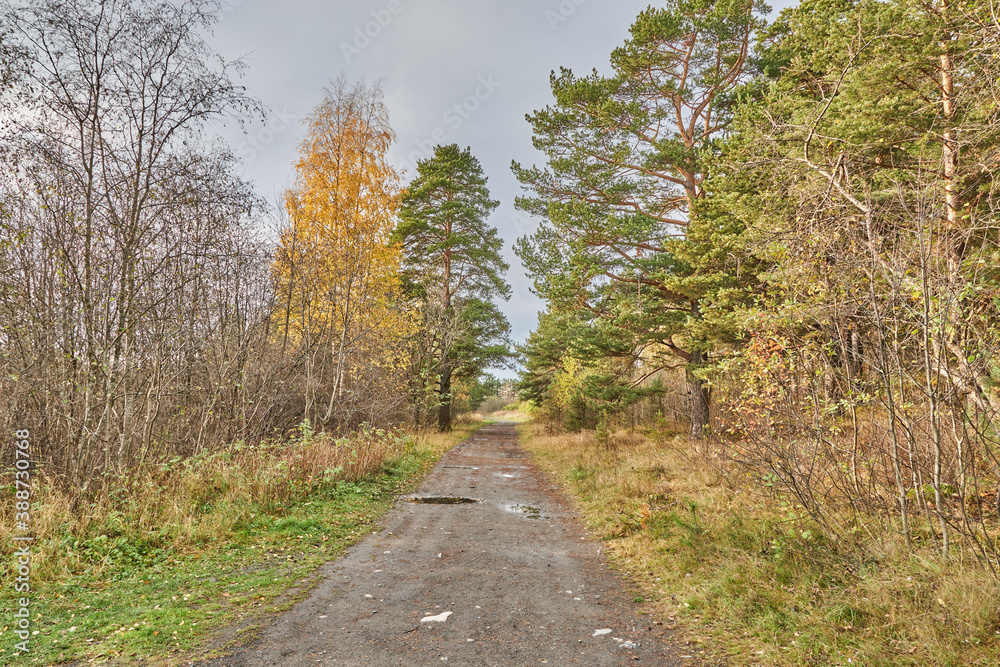 Naklejka premium beautiful forest road in autumn
