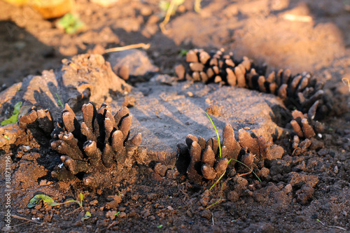 Dead man's fingers or Xylaria polymorpha, a saprobic fungi on a tree stump photo