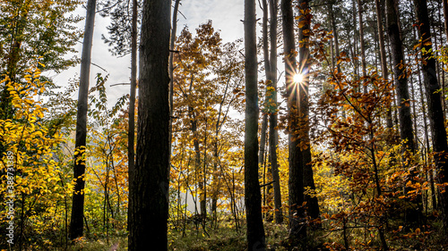 las jesienią z przebijającymi promieniami słońca