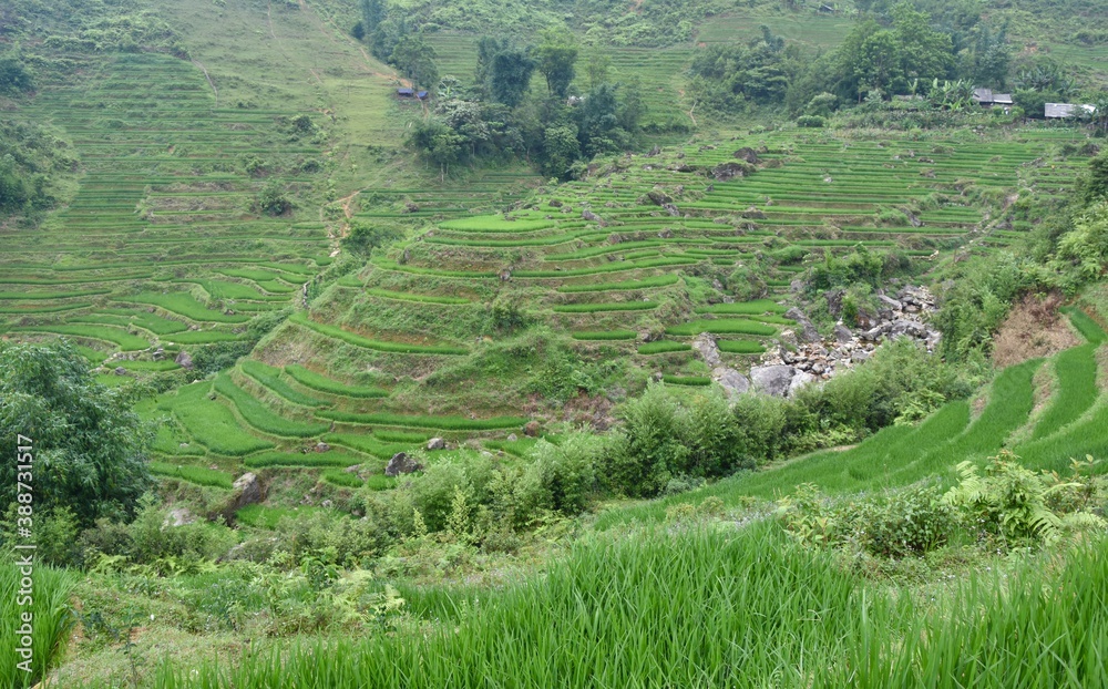 Rice Paddy Plateau and Terraces, Sa Pa, Vietnam