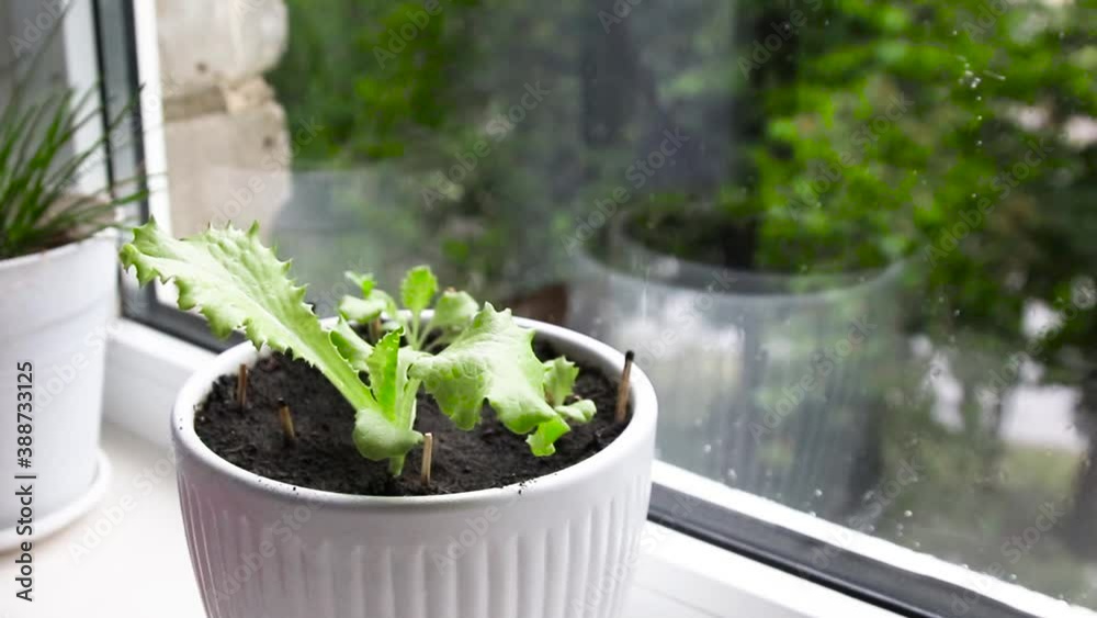 Rain on the window. Green leaves of plants and rain outside the window. Rain on the window. Green leaves of plants and rain outside the window.