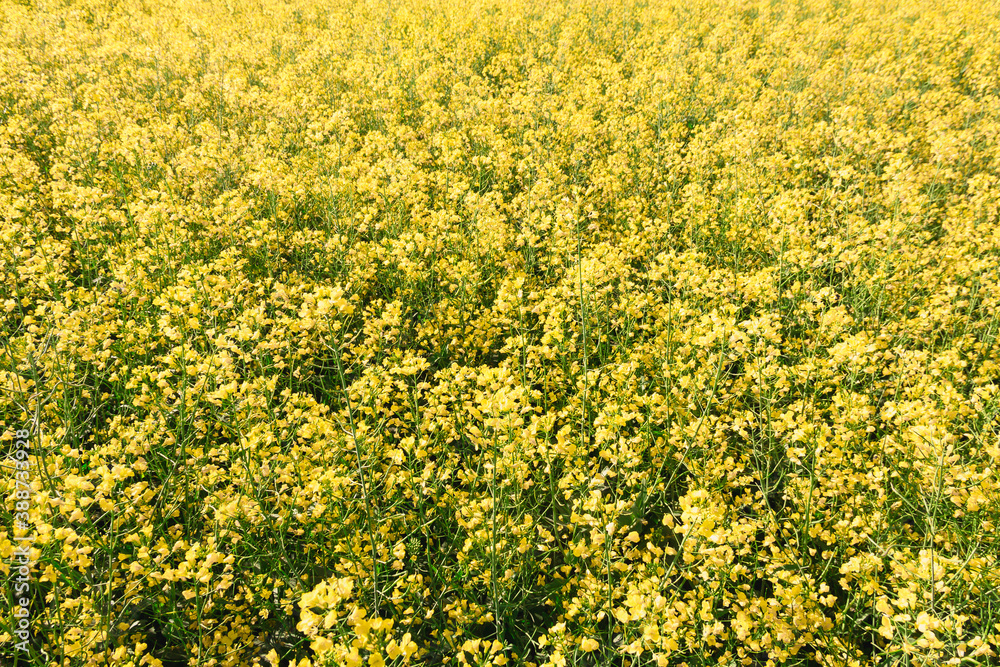rapeseed yellow field with road against blue sky rapeseed yellow field with road against blue sky