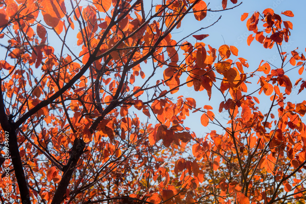 Beautiful and colorful collection of autumn leaves / green, yellow, orange, red Beautiful and colorful collection of autumn leaves / green, yellow, orange, red