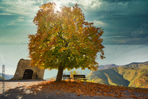 autumn landscape with tree,Andagna,Imperia,Liguria