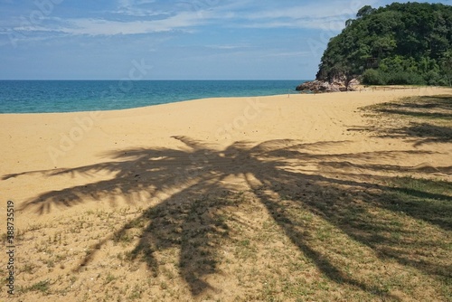 beach with coconut tree shadow.
