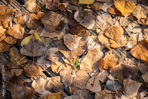 hojas en el suelo encima de las tablas de un parque en el otoño
