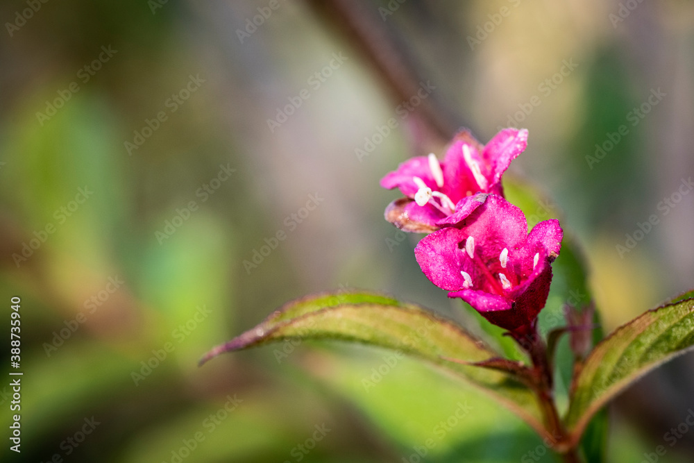Lores rosas con el estílo muy largo y se polinizan Lores rosas con el estílo muy largo y se polinizan