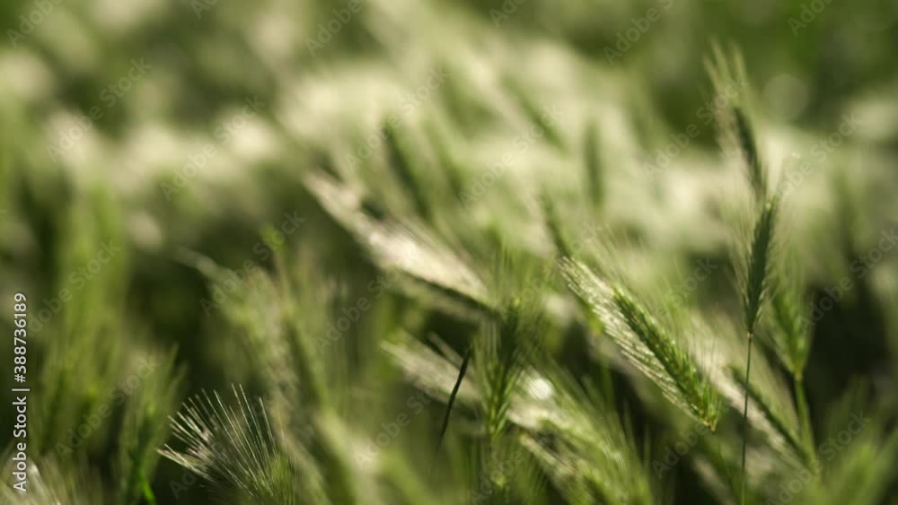Beautiful fluffy green wild grass growing outdoors. Abstract natural 4k video background. Beautiful fluffy green wild grass growing outdoors. Abstract natural 4k video background.