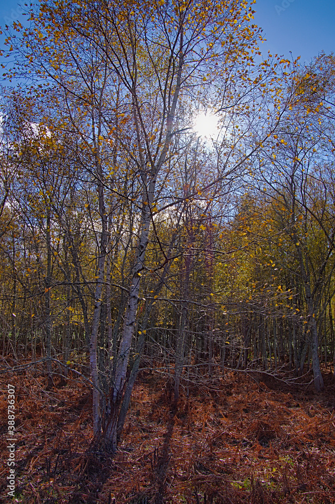 Fototapeta premium 太陽の輝く秋の森。茶色い枯草に覆われた地面。木々の向こうの青空。