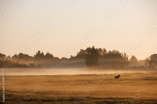 fog spreads over the field in spring