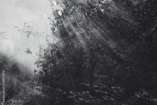 Black and white photography, sunlight and sunshine, trees, sun rays through trees, landscape 