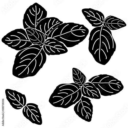 Set of silhouettes of leaves and bunches of basil, eco aromatic herbs and spices for the kitchen, stylization for logos, labels, etc.