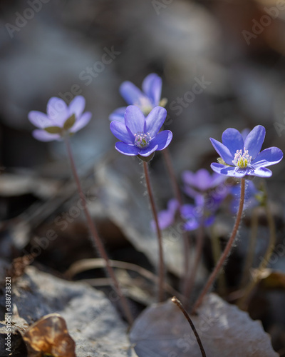 Liverleaf - Hepatica nobilis