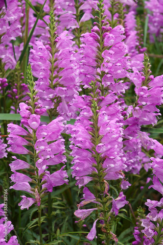 Obedient Plant (Physostegia virginiana). Called Obedience and False Dragonhead also photo