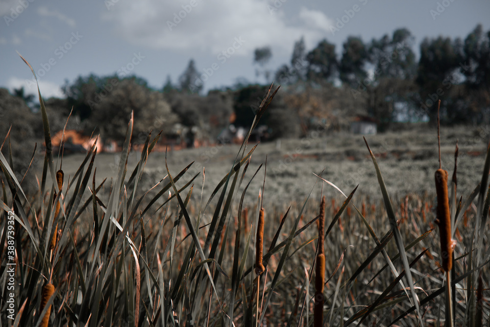 Obraz premium reeds in the wind