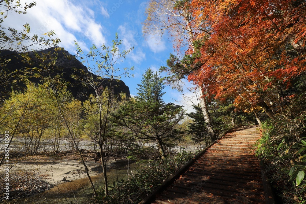 Fototapeta premium 上高地の紅葉 