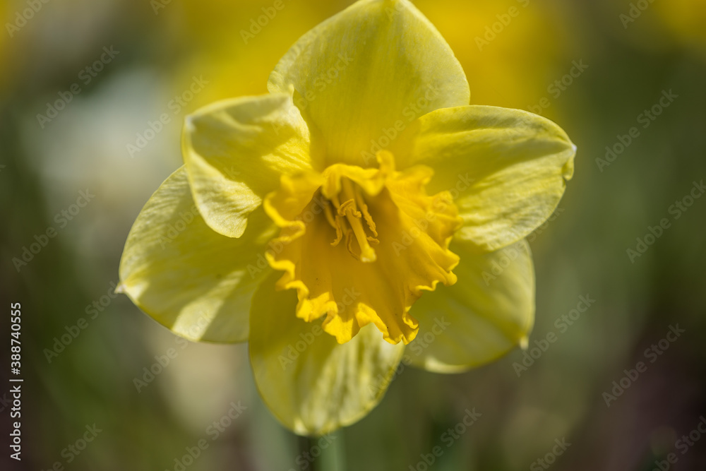 yellow daffodil flower