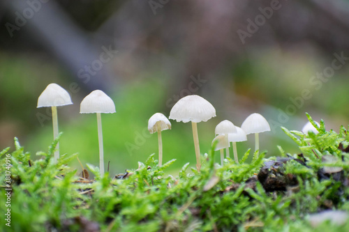 group of little mycena mushrooms in the forest. Autumn nature close up forest ecosystem. Season nature background. 