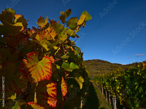 Beautiful colored fading vine leaves with green, yellow and red leaf pattern on a vineyard at Kaiserstuhl, Germany in the afternoon sun in autumn. Focus on leaves in front.