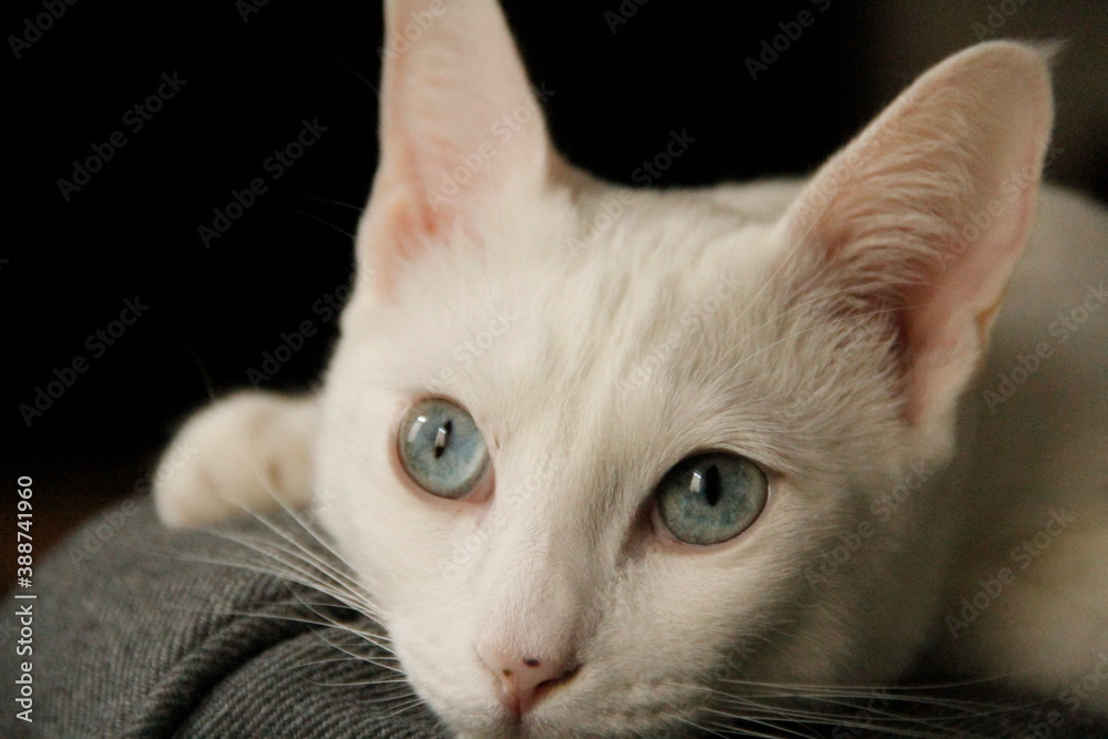 portrait of a thoughtful white cat with blue eyes portrait of a thoughtful white cat with blue eyes