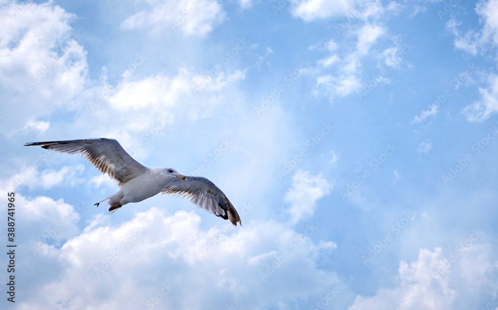 Seagull flying above with clouds in background Seagull flying above with clouds in background