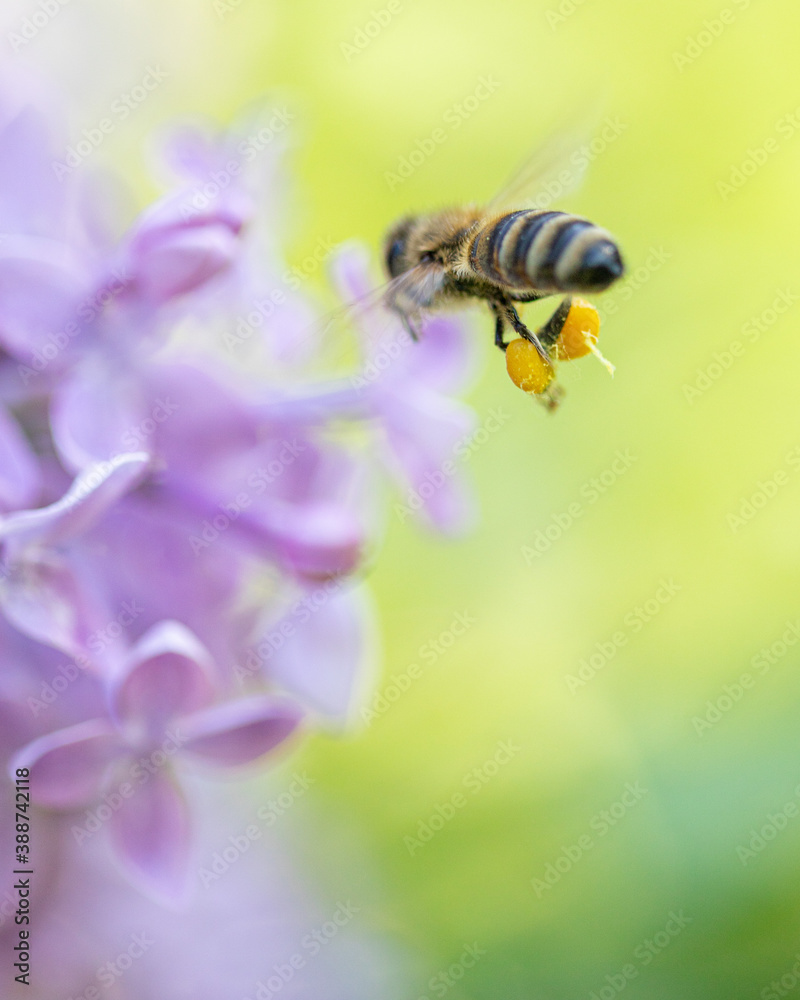 loaded bee loaded bee