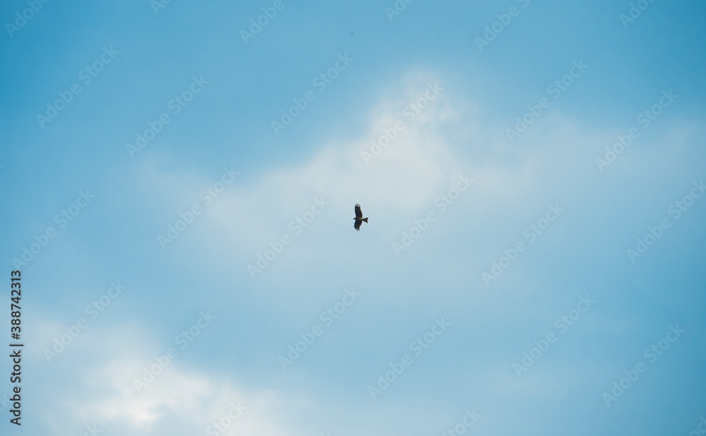 The hawk flies in the blue sky with white clouds, bottom view.