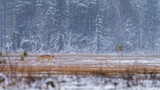 Grey wolf in Finnish taiga forest near Russian border.
