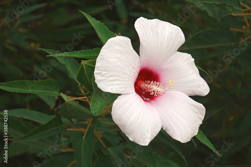Halberdleaf hibiscus (Hibiscus laevis). Called Halbeard-leaf rosemallow also photo