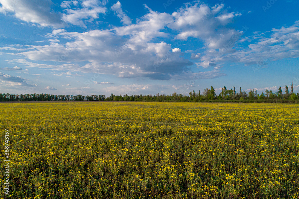 Fototapeta premium Field with little yellow chamomile on a sunny day