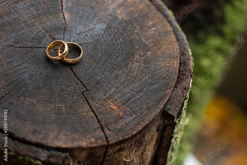 wedding rings over a tree trunk photo