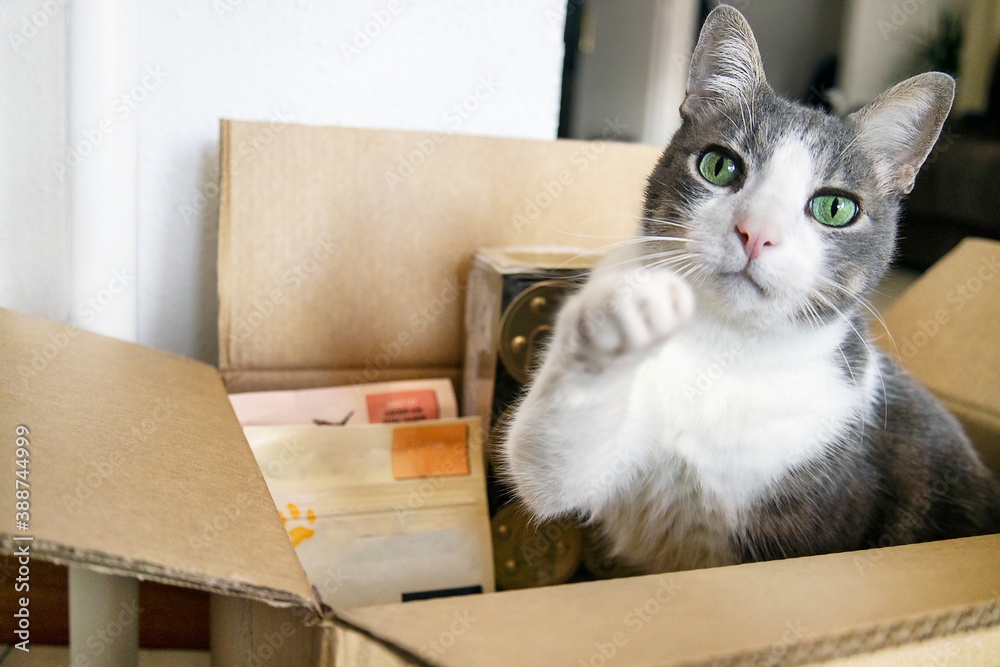 A cat sitting in a cardboard box with dry food and snack. Сoncept online shopping and pets food contactless delivery. Feeding, Cats care and adoption A cat sitting in a cardboard box with dry food and snack. Сoncept online shopping and pets food contactless delivery. Feeding, Cats care and adoption
