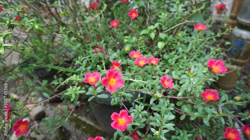 Wallpaper Mural Beautiful pink flowers, In the scientific name is Portulaca grandiflora, Is a pretty pink flower, it is a tropical flower. Torontodigital.ca