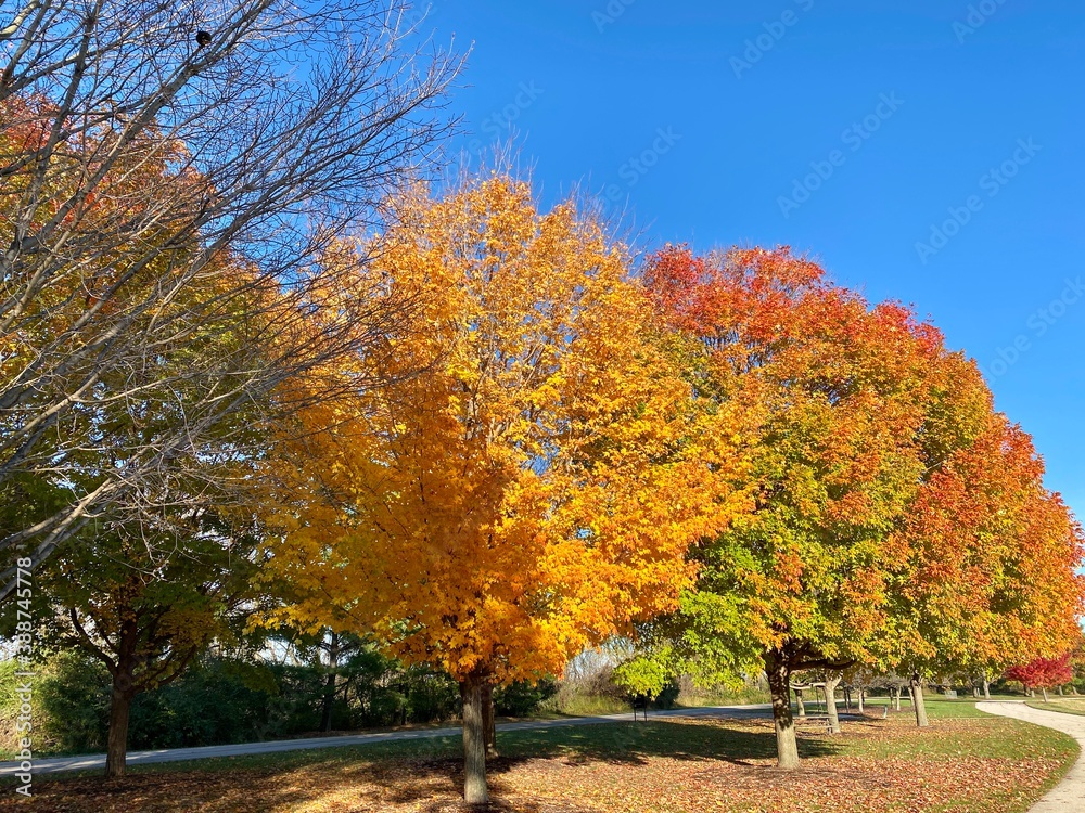 Progression of three trees in the fall - one bare, one with color changed, one just starting to change