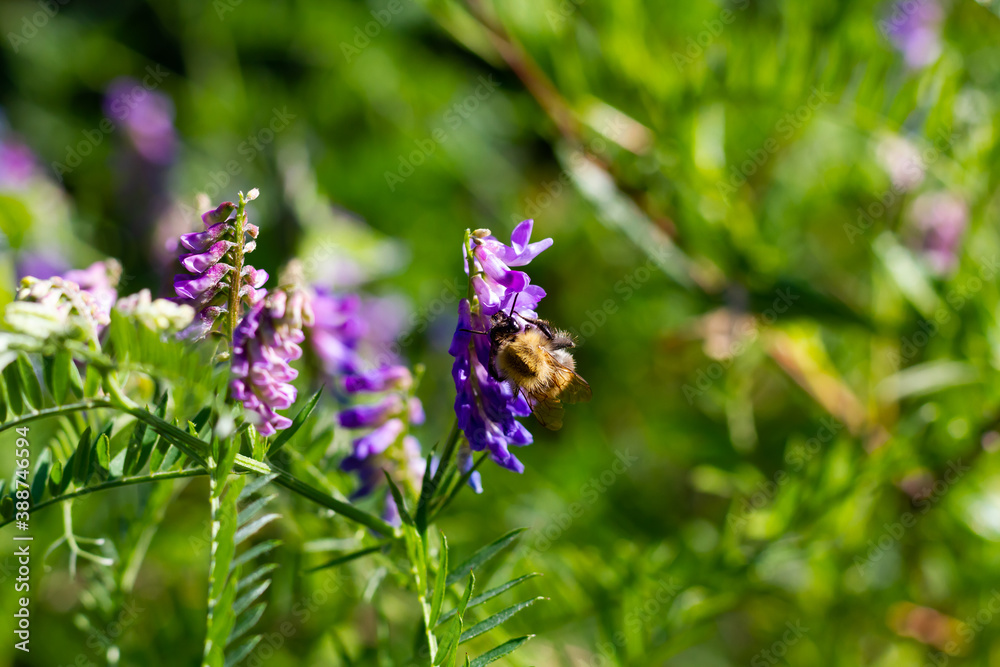 furry bumblebee collects pollen from the flowers of the plant vasel mouse peas on a bright sunny day