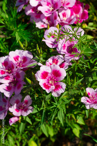 beautiful pink flowers of garden geranium on a background of green grass on a bright summer day