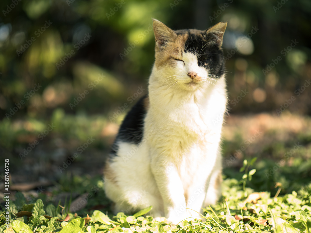 浜離宮恩賜庭園の猫 浜離宮恩賜庭園の猫