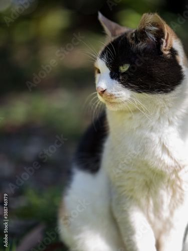 浜離宮恩賜庭園の猫