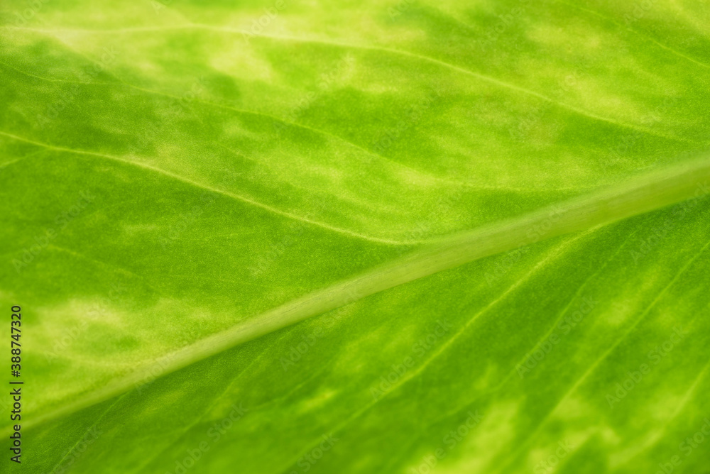 green leaf texture green leaf texture
