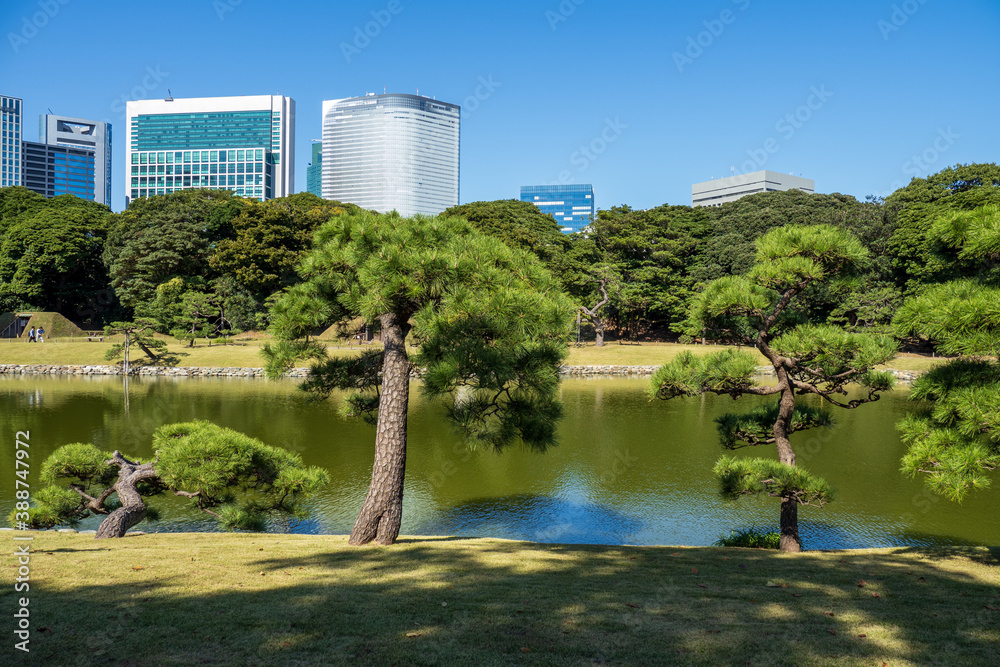 Obraz premium 秋晴れの青空広がる東京の浜離宮庭園の風景 10月