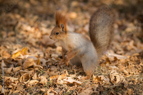 squirrel in the park