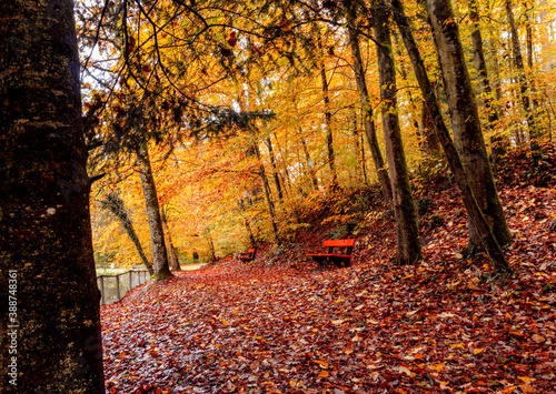 Predestian road in the forest. Beautiful colors in the forest on autumn 